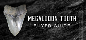 Megalodon Tooth Buyers Guide