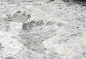 Texas State Fossil(s) - Petrified Palmwood & <em>Paluxysaurus</em>