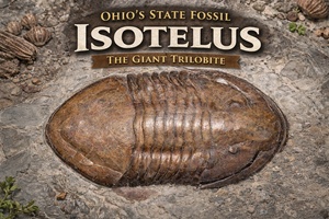 Ohio’s State Fossil - Isotelus, A Giant Among Trilobites