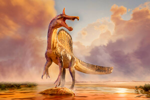 Spinosaurus mirabilis: A New Scimitar-Crested Spinosaurus