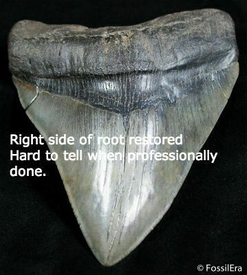 Fossil Great White Shark Tooth Teeth for Sale. UK & Worldwide.  Megalodon  fossil shark teeth for sale, UK and worldwide fossils