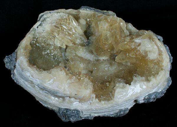 Um molusco fóssil da famosa localidade de Ruck's Pit, na Flórida, cheio de cristais de calcita.