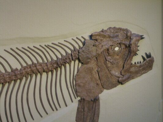 9 Fossil Fish (Xiphactinus) Tooth in Situ - Kansas (#136664) For