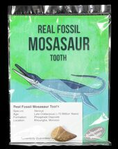 Real Fossil Mosasaur Tooth (Pre-packaged)
