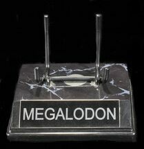Custom "Megalodon" Display Stand - For Teeth 4 1/2"+