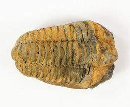 1 to 2" Calymene (Colpocoryphe) Trilobite Fossils