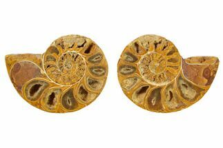 1.75 to 2" Orange, Cut & Polished Ammonite Fossils - Jurassic