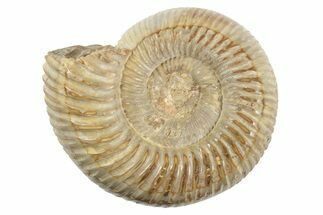 1 1/4" Polished Perisphinctes Ammonite Fossils - Madagascar