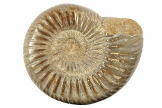 2" Polished Perisphinctes Ammonite Fossils - Madagascar
