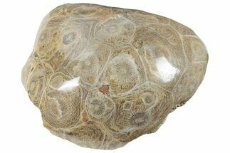 Polished Fossil Coral (Actinocyathus) From Morocco - 2 1/2" to 3"