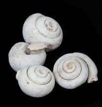 3/4" Gastropod (Sea Snail) Fossils - Morocco
