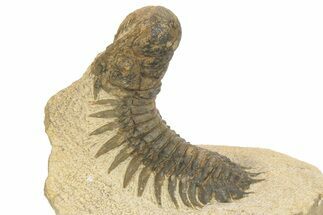 Bargain Crotalocephalina Trilobite Fossils - 2 to 3"