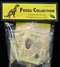 make your own fossil kit