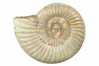 2 1/2" Polished Perisphinctes Ammonite Fossils - Madagascar