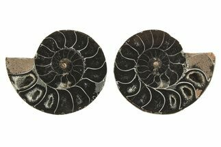 Black Cut & Polished Ammonite Fossils - 1 to 1 1/2" Size