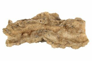 1 1/2 to 2" Fulgurite (Lightning Fused Silica) - Morocco