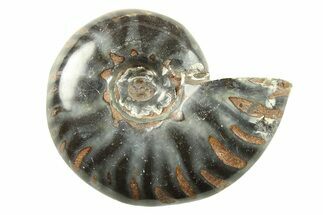 Black Polished Ammonite Fossils - 1 1/2 to 2" Size
