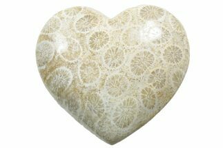 1.4" Fossil Coral Heart From Indonesia