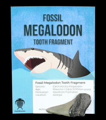 Megalodon Myth: The Megalodon And Great White Shark Are Closely Related 