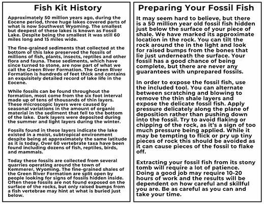 Prepare Your Own Fossil Fish Kit - Knightia or Diplomystus For Sale 