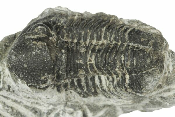 Arriba 61+ imagen trilobite fossil for sale
