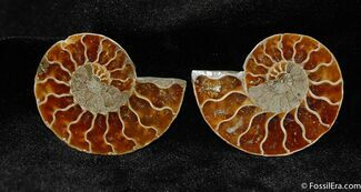 Small Cleoniceras Ammonite Pair #398