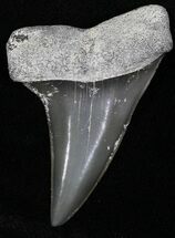 Fossil Mako Shark Tooth - Bone Valley, FL #18548