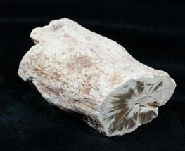 Petrified Wood Limb Section - Madagascar #3356