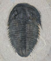 Utaspis Trilobite - Marjum Formation, Utah #22752