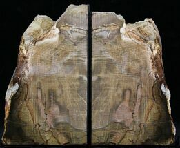 Tall, Petrified Wood (Oak) Bookends - Oregon #22789