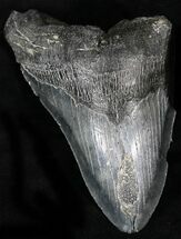 Partial Megalodon Tooth - Giant Tooth! #22585