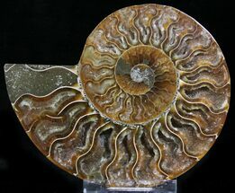Crystal Lined Ammonite Fossil (Half) #22759