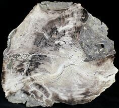 Polished Petrified Wood Section - Elko, Nevada #22979