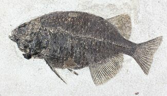 Phareodus Fish Fossil - Inch Layer #22968