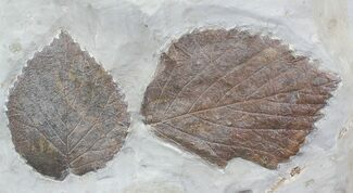 & Fossil Leaf (Beringiaphyllum) - Montan #23053