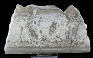 Triassic Cotham Marble Stromatolite - England #23223