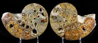 Rare Argonauticeras Ammonite (Pair) - Amber Colored Crystals #23356