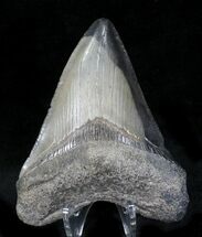 Multi-Colored Fossil Megalodon Tooth #23409