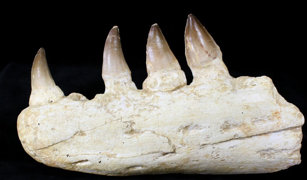 mosasaurus jaw for sale