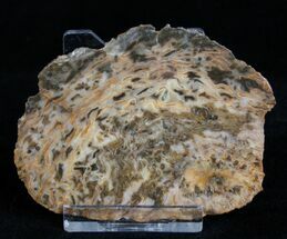 Rare Osmunda Petrified Wood Slice - Australia #3399