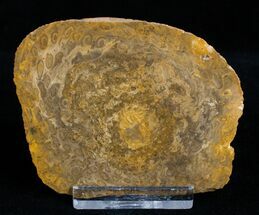 Interesting Osmunda Petrified Wood Slice With Heart #3400