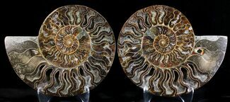 Large Cut And Polished Ammonite #23617