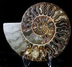 Cut And Polished Ammonite Fossil (Half) #23619