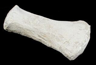 Mosasaur Paddle Bone - Cretaceous Apex Predator #3408