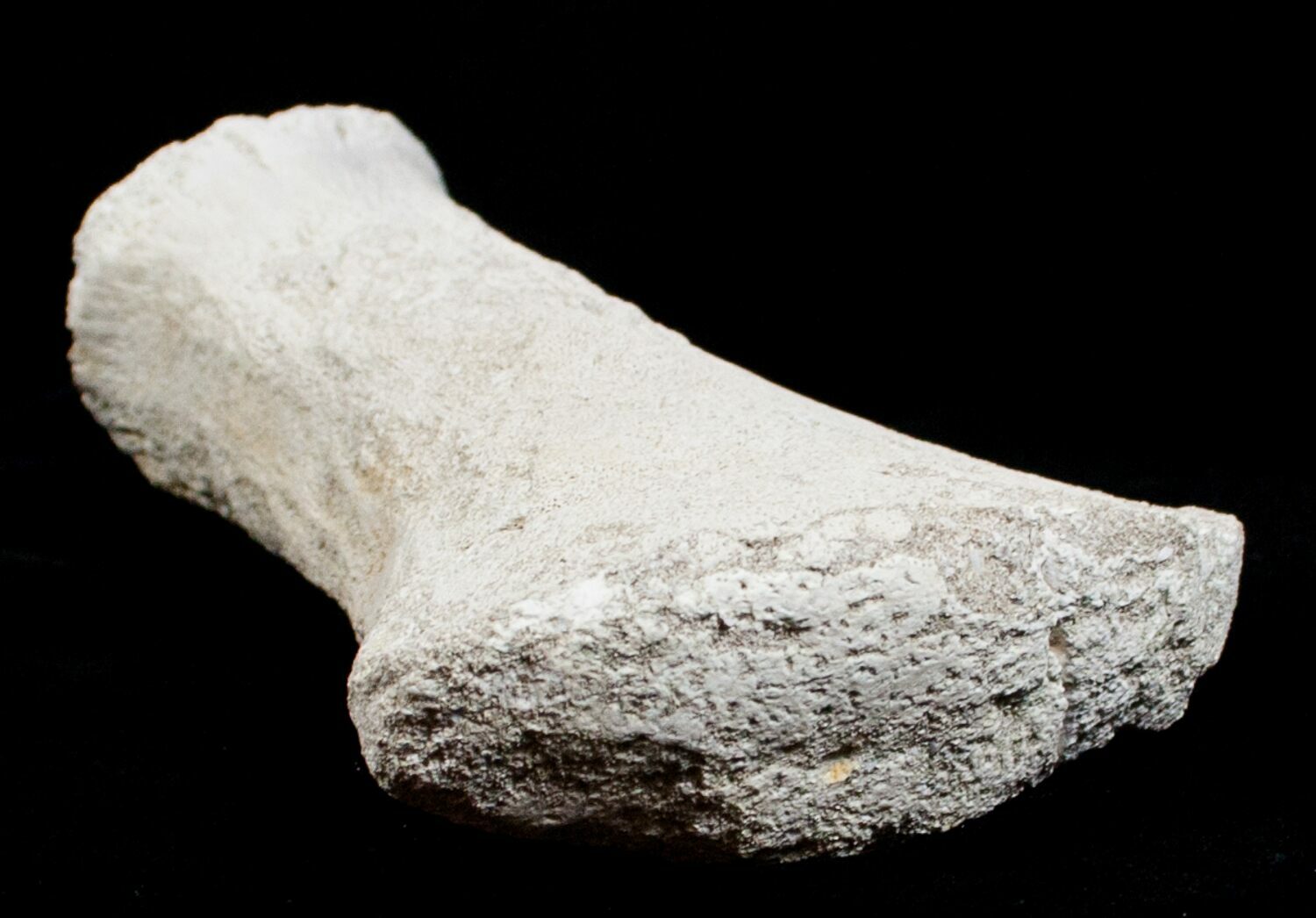 mosasaurus bone