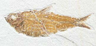 Fat Knightia Fish Fossil From Wyoming #23712