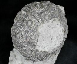 Nenoticidaris Fossil Urchin On Limestone Pedastal #23941
