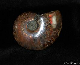 Iridescent Red Ammonite Inches #431