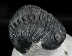 Wide, Arched Phacops Trilobite - Mrakib, Morocco #23950