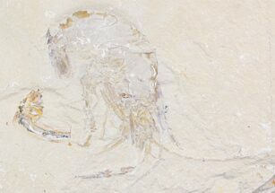 XL Fossil Shrimp Carpopenaeus - Lebanon #24051